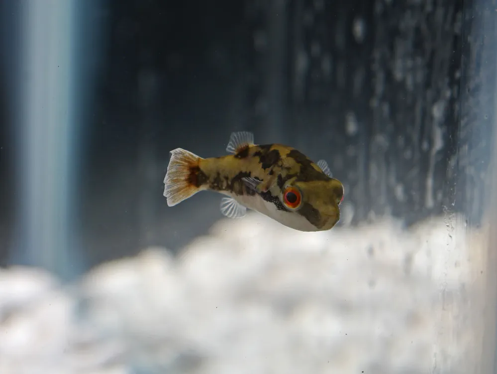 Red Eye Pufferfish - Cichlid Exchange
