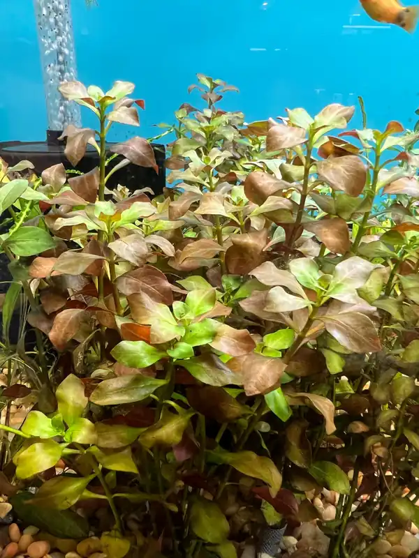 Cherry Hedge - Emark Tropical Imports