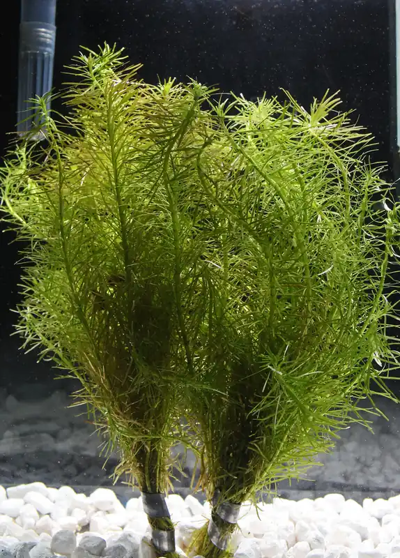 Rotala Nanjenshan Aquatic Plant - Emark Tropical Imports