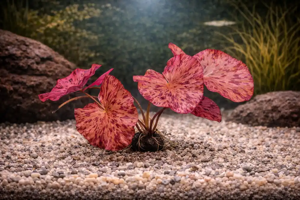 Red Tiger Lotus Aquatic Plant - Emark Tropical Imports