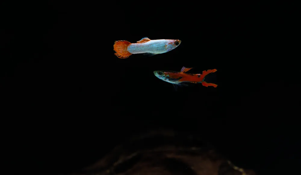 Assorted Endlers - Emark Tropical Imports