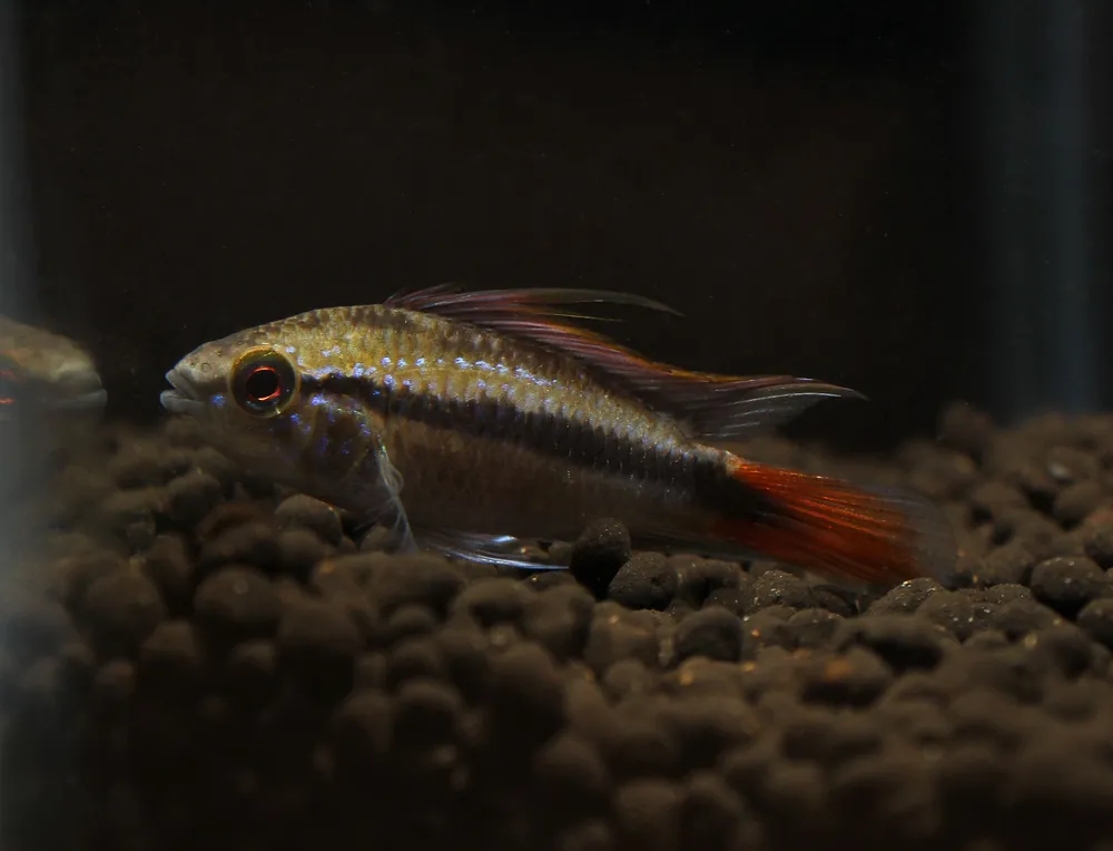 Apistogramma Erythrura "Rio Mamore" - Cichlid Exchange