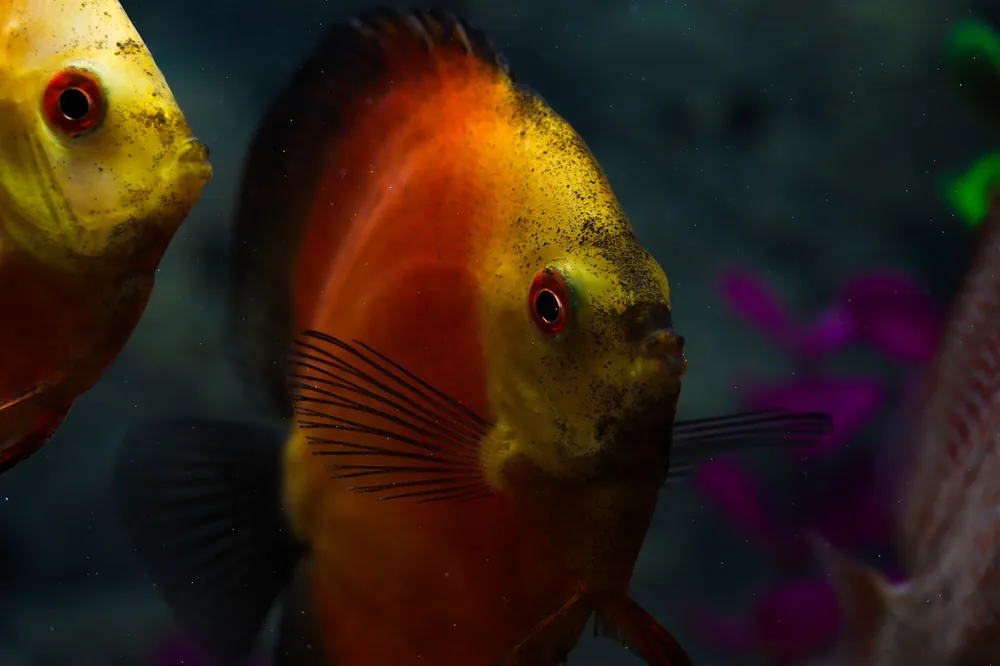 Red Melon Discus - Cichlid Exchange