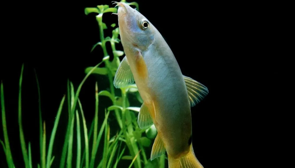 Yellow Tail Botia - Sun Pet