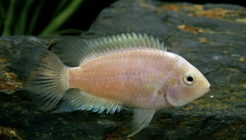 Pearl Convict Cichlid - Sun Pet