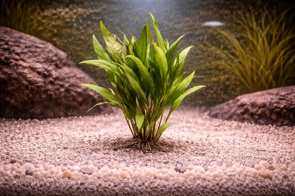 Hygrophila Willow Aquatic Plant - 5D Tropical