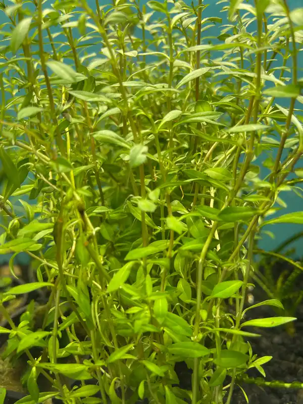 Needle Leaf Ludwigia - 5D Tropical