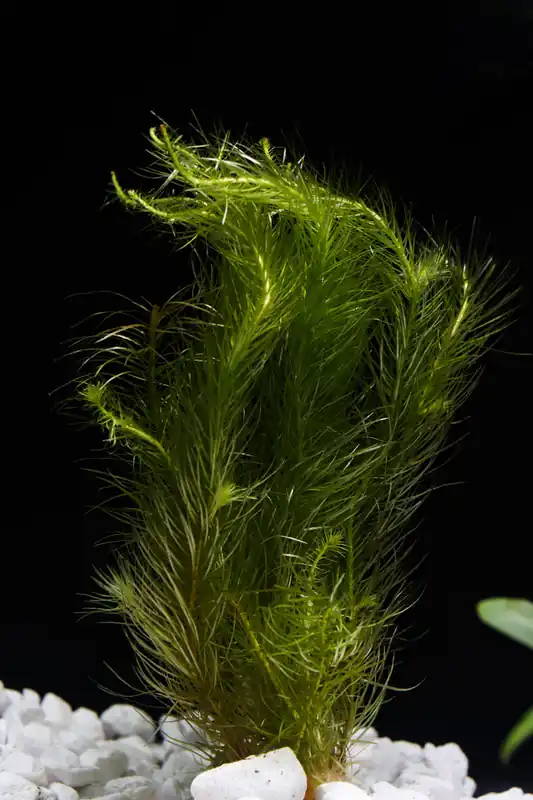 Foxtail - Dustin