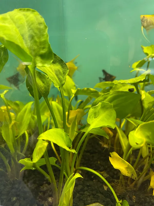 Pontederifolia Crypt - Dustin