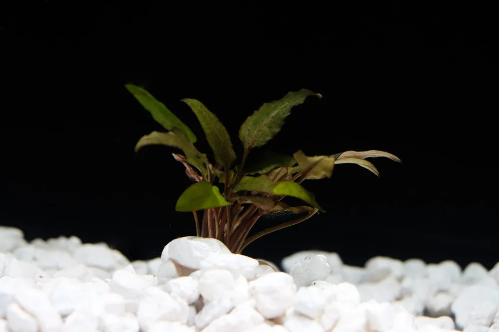 Wendtii "Brown" Cryptocoryne Aquatic Plant - 5D Tropical