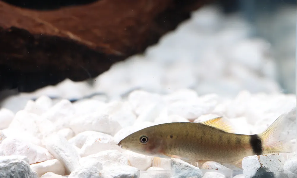 Sun Loach - Cichlid Exchange