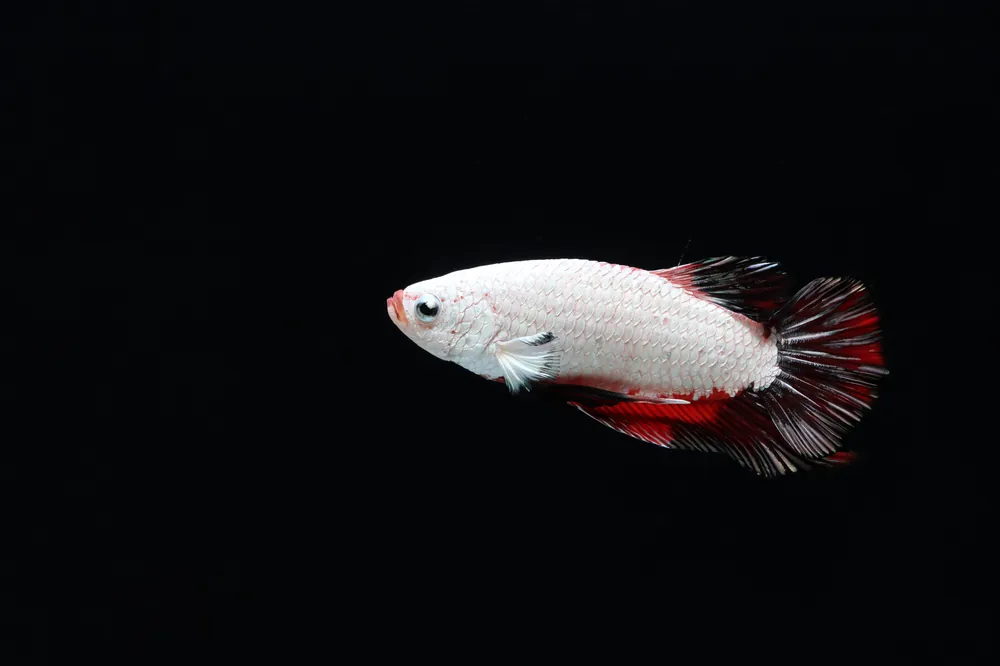 Plakat Copper Fancy Male Betta Fish - Cichlid Exchange