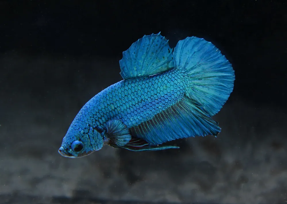 Green Plakat Male Betta Fish - Segrest