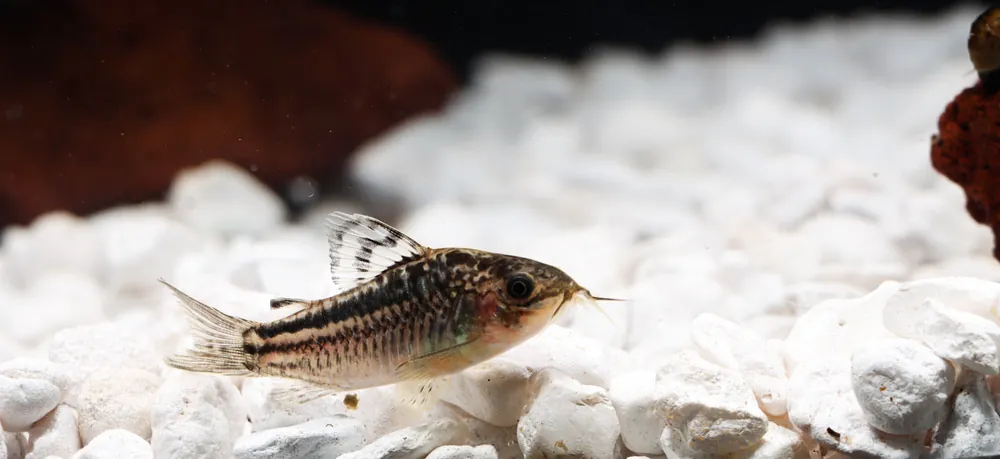 Elegant Corydoras Catfish - Cichlid Exchange