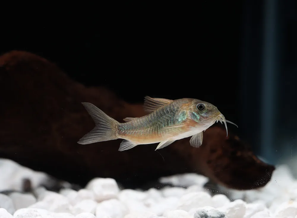 Gold Green Corydoras Catfish - Cichlid Exchange