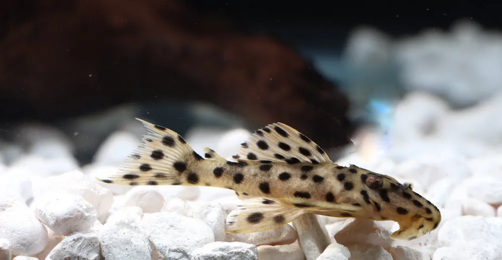 Gold Leopard Plecostomus L 172a - Cichlid Exchange