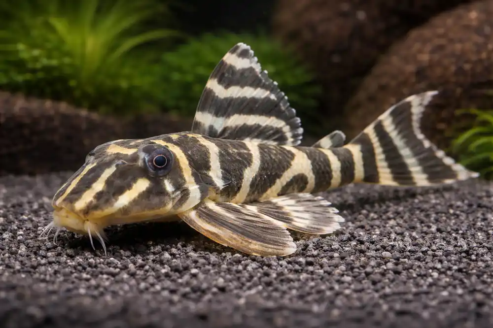 Yellow Zebra Plecostomus L 199 - Cichlid Exchange