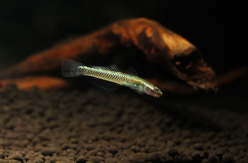Stiphodon atropurpureus "Blue Neon Goby" - Cichlid Exchange