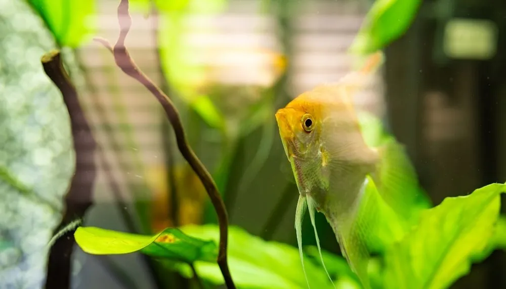 Gold Angelfish - 5D Tropical