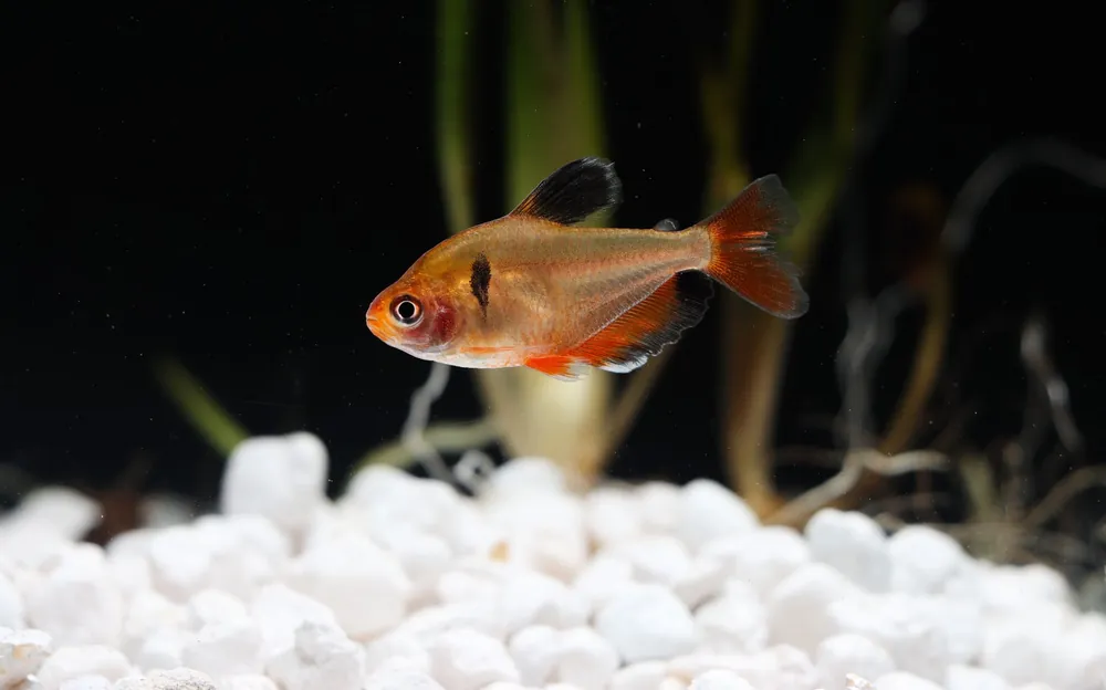 Long Fin Serpae Tetra - 5D Tropical