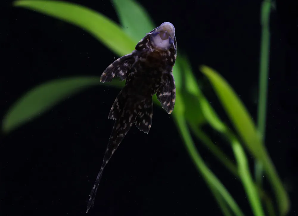 Gibbiceps Plecostomus - 5D Tropical