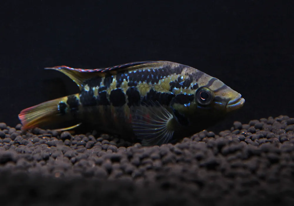 Salvini Cichlid - Quality Gold