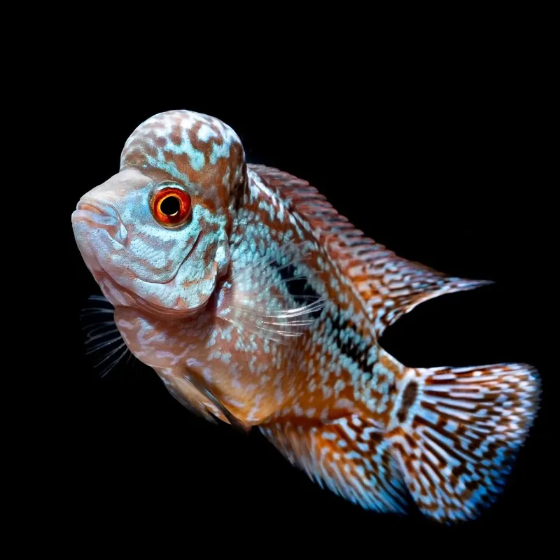 Hump Head Flowerhorn Cichlid - Carolina Aquatics