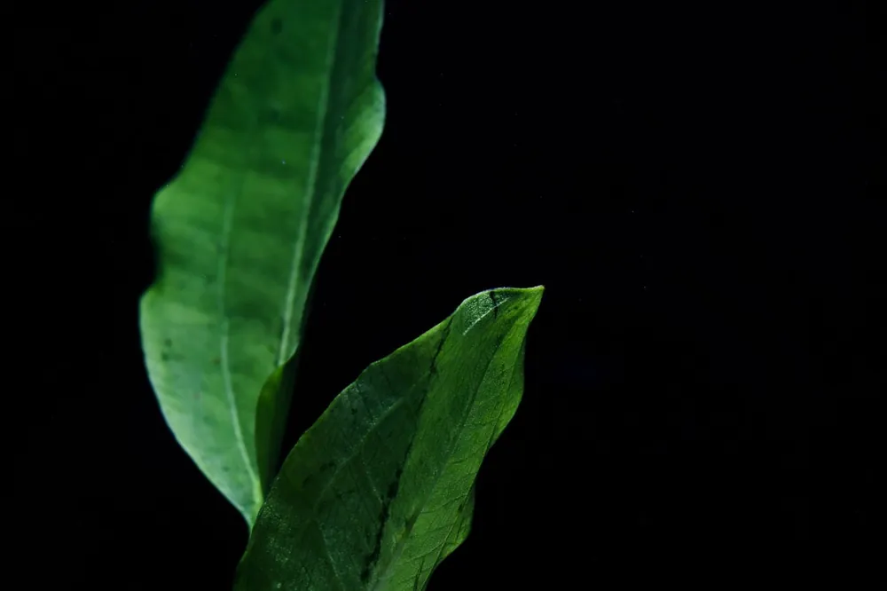 Assorted True Aquatic Sword Plant - 5D Tropical