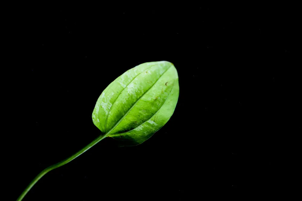 Marble Queen Echinodorus - 5D Tropical