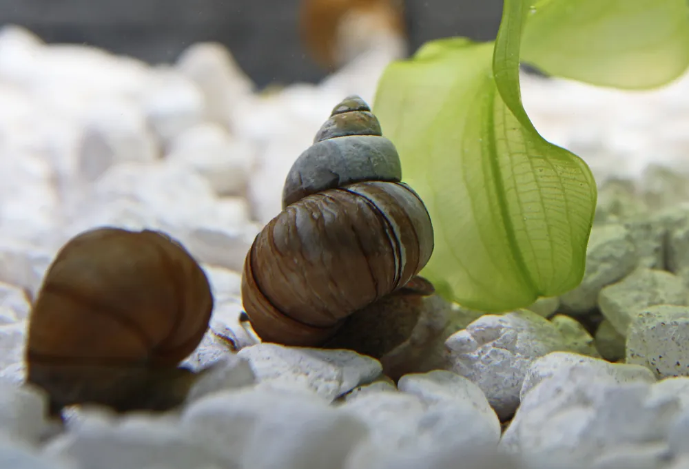 Japanese Trapdoor Snail - Sun Pet