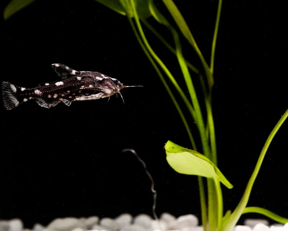 Spotted Raphael Catfish - Emark Tropical Imports