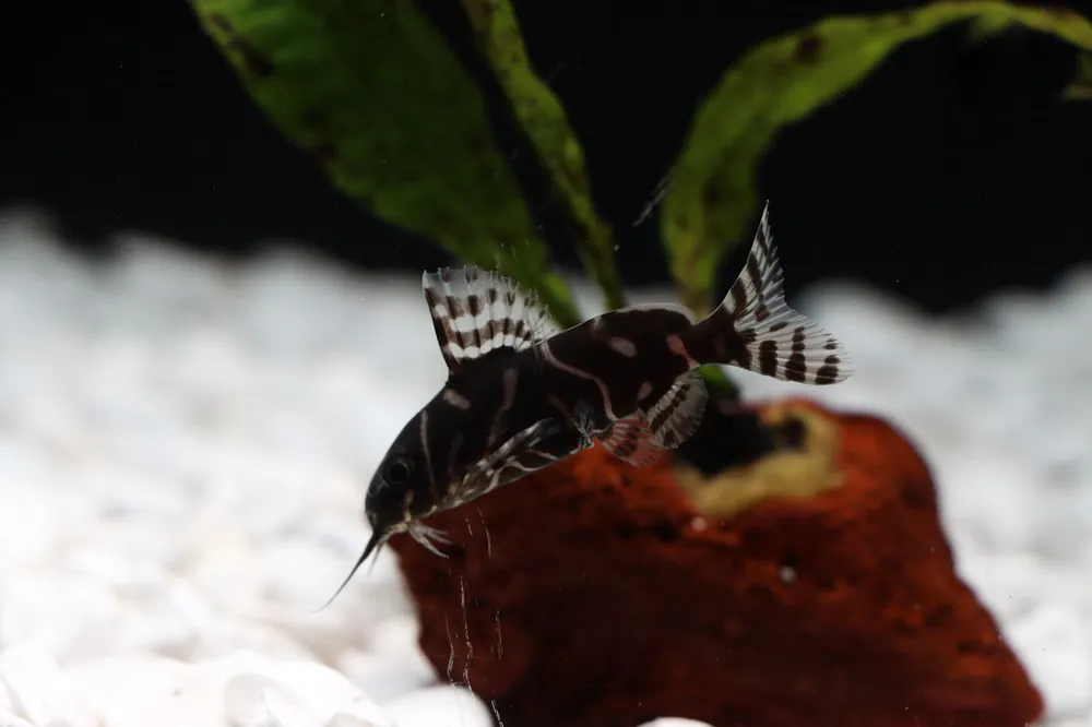 Synodontis Angelicus x Eupterus Catfish - Carolina Aquatics