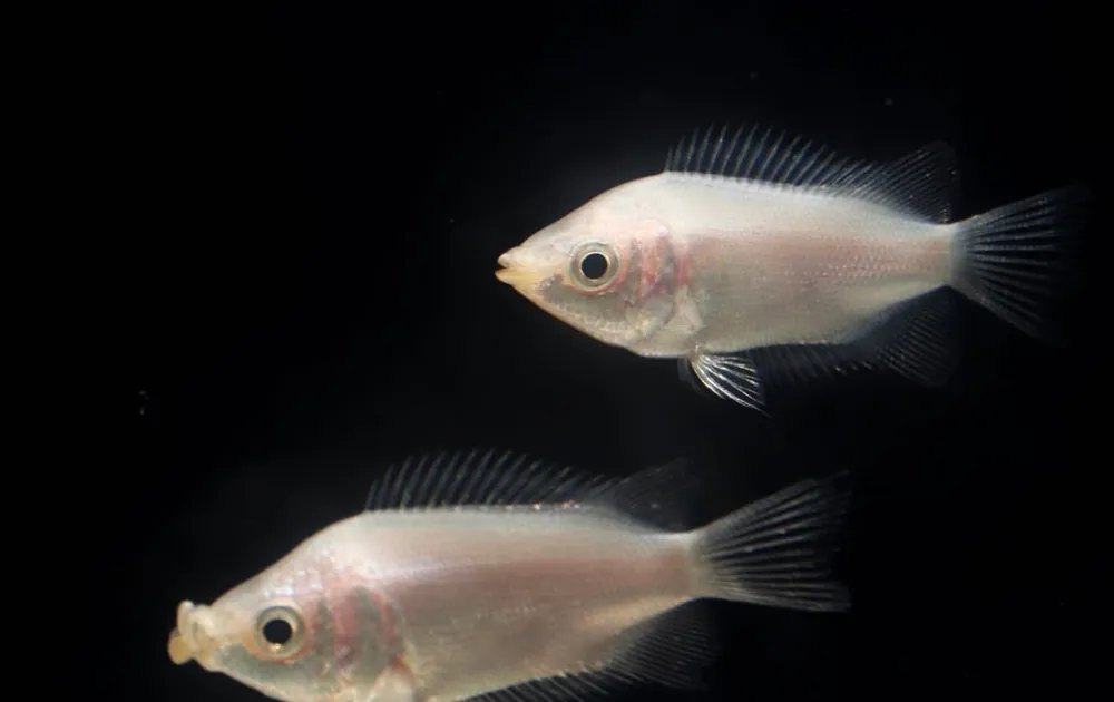 Pink Kissing Gourami - Emark Tropical Imports