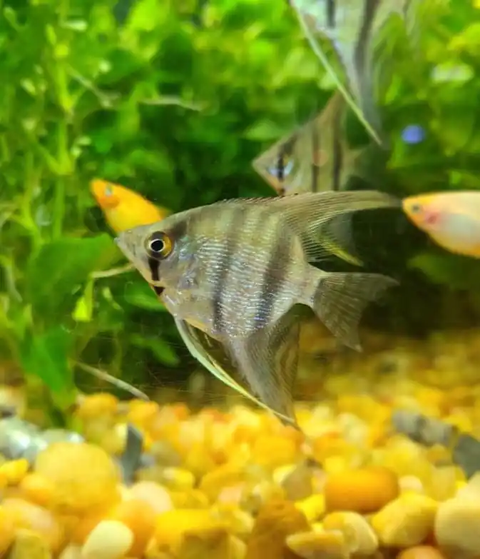 Silver Angelfish - Cichlid Exchange
