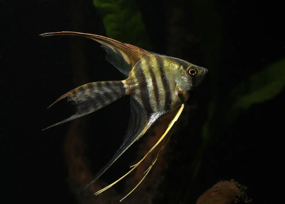 Assorted Veil Angelfish - Emark Tropical Imports