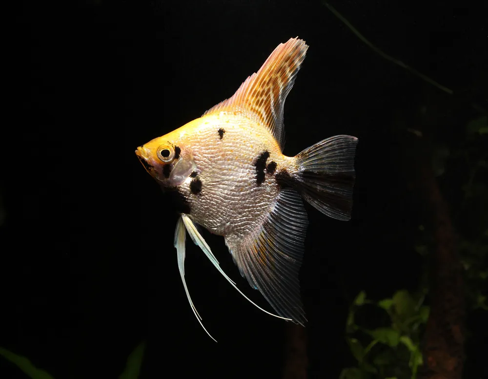 Koi Pearlscale Angelfish - Cichlid Exchange
