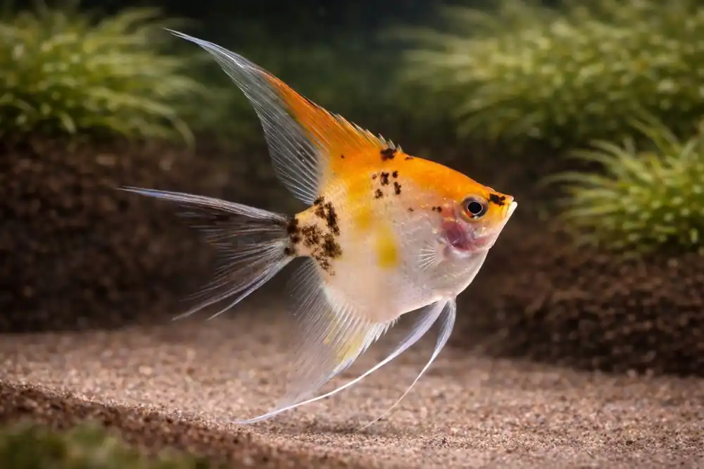 Koi Veil Angelfish - Mikes
