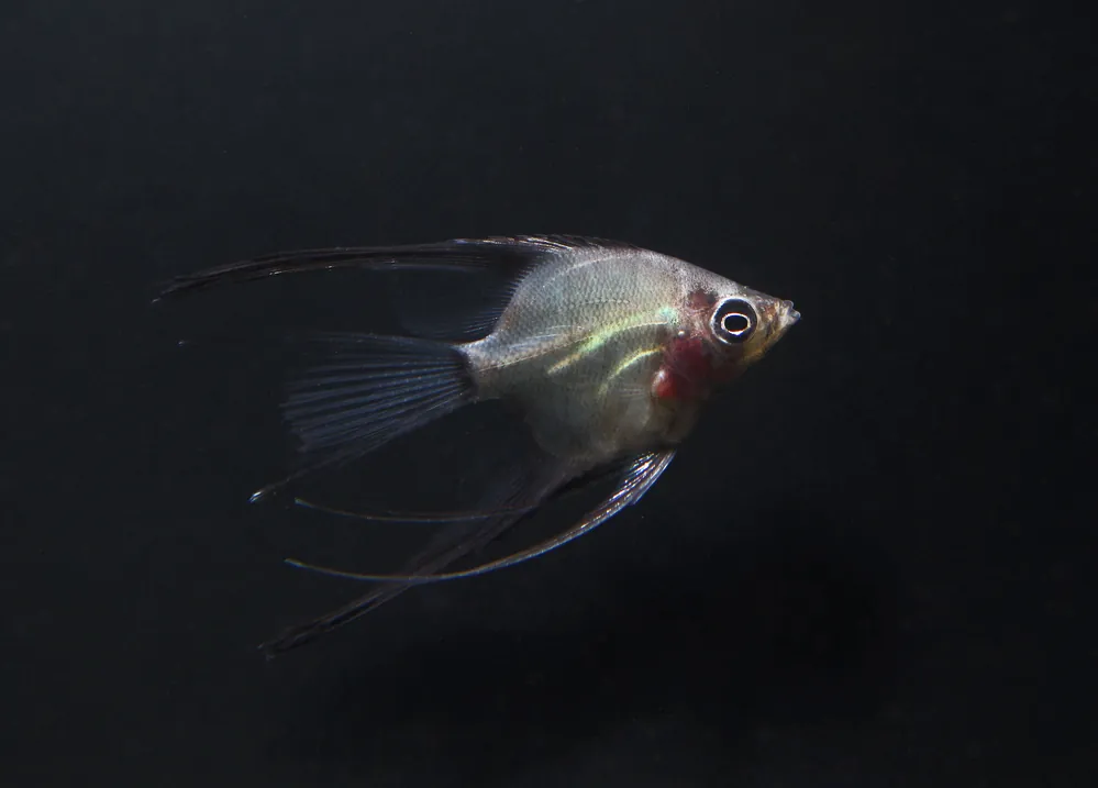 German Blue Blushing Angelfish - Mikes