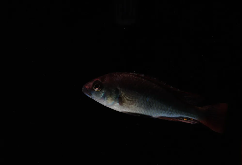 Ruby Green Cichlid - Florida Exotic