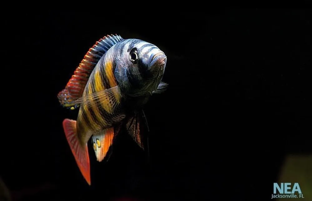 Nyerei Victorian Cichlid - Sun Pet