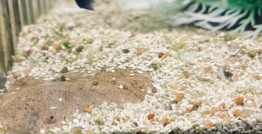 Hogchoker Flounder - Sun Pet