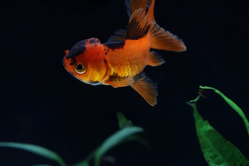 Red Oranda Goldfish - Sun Pet