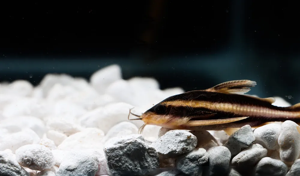 Striped Raphael Catfish - Emark Tropical Imports