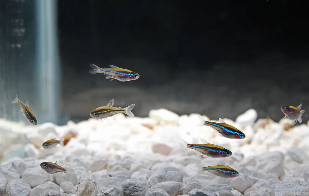 Green Neon Tetra - Cichlid Exchange