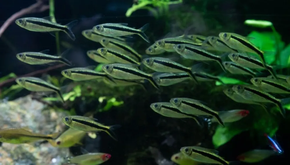 Penguin Tetra - Emark Tropical Imports