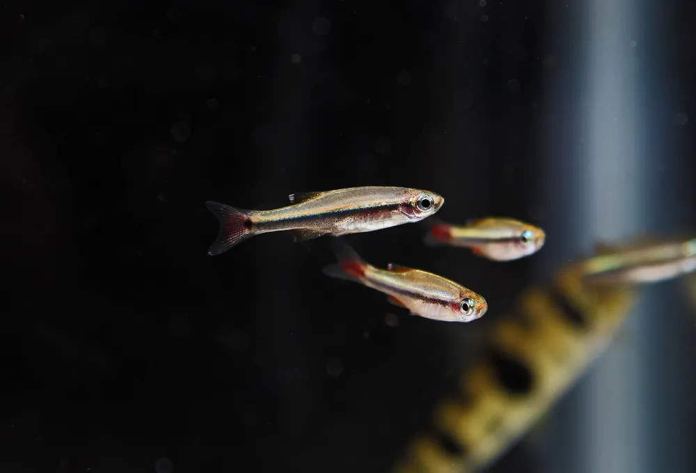 Vietnam White Cloud - Cichlid Exchange