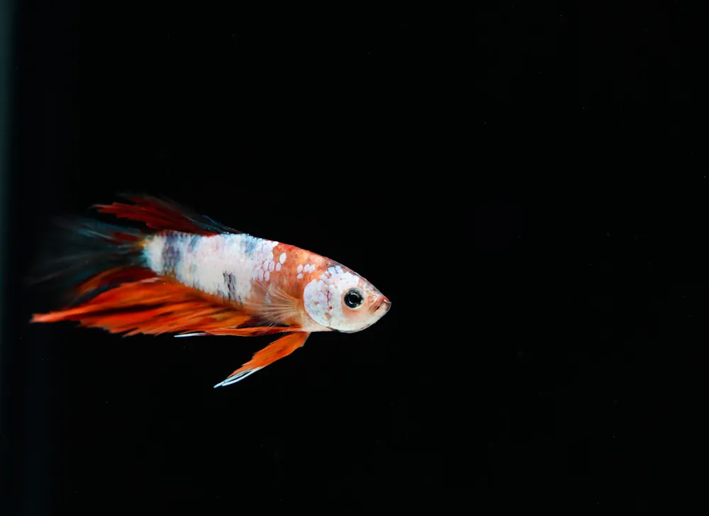 Half Moon Candy Male Betta Fish - Cichlid Exchange