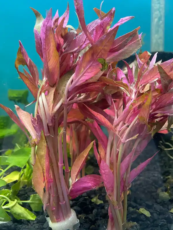 Alternanthera Lilacina Aquatic Plant - Dustin