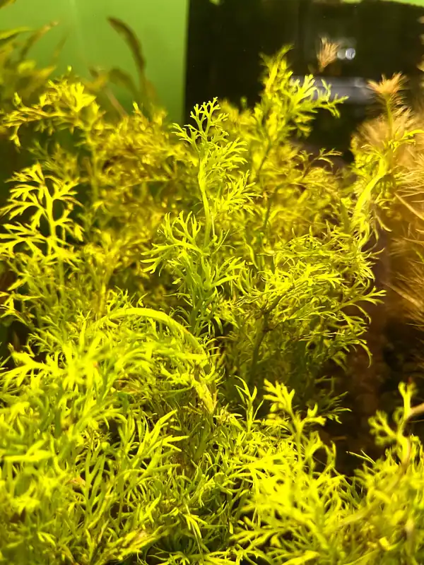 Ceratopteris Siliquosa Aquatic Plant - Dustin