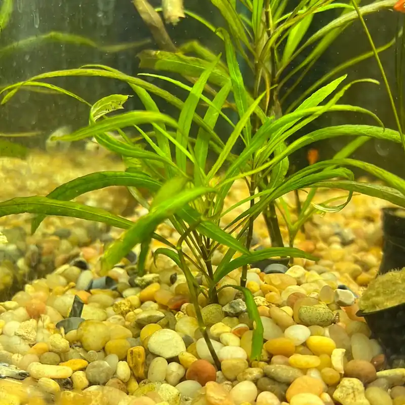 Hygrophila Angustifolia - Emark Tropical Imports